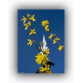 Blumen und Stahl